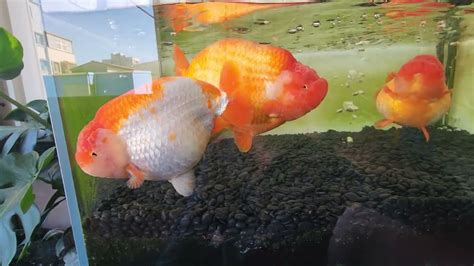 蘭壽金魚飼養方法|日本蘭壽飼養與鑑賞